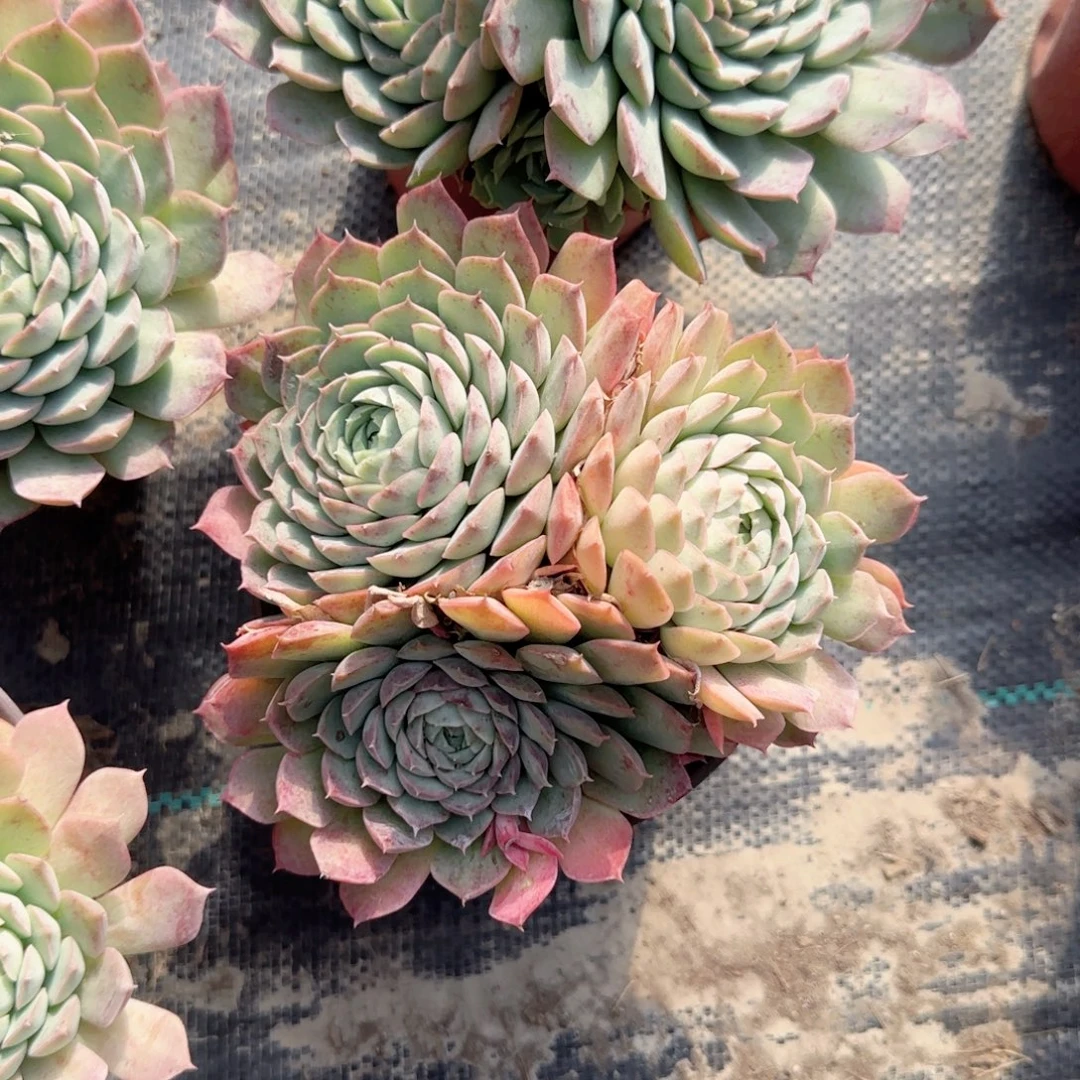 无花朵朱砂痣三头