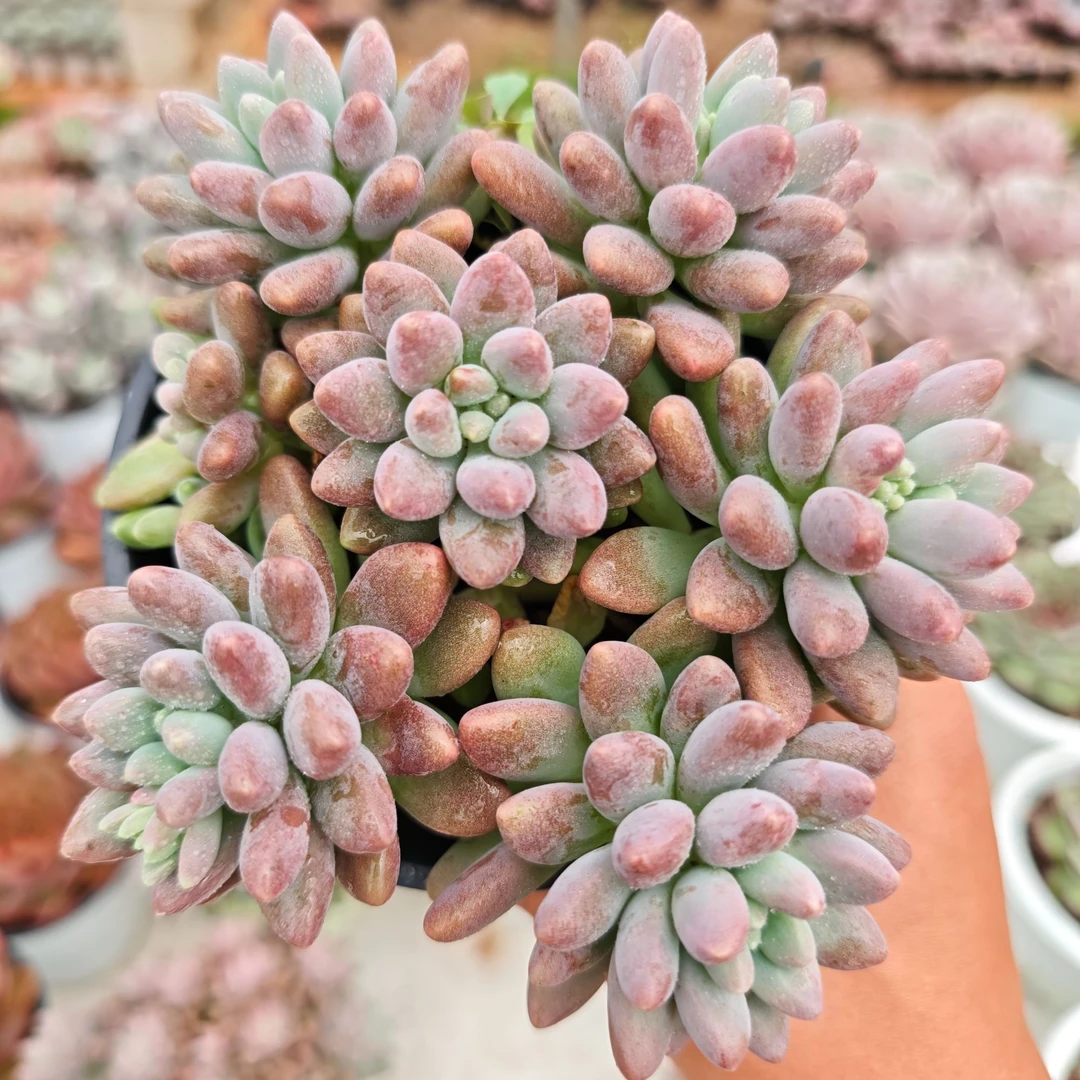 星黛露 拾忆多肉 好养阳台多肉植物