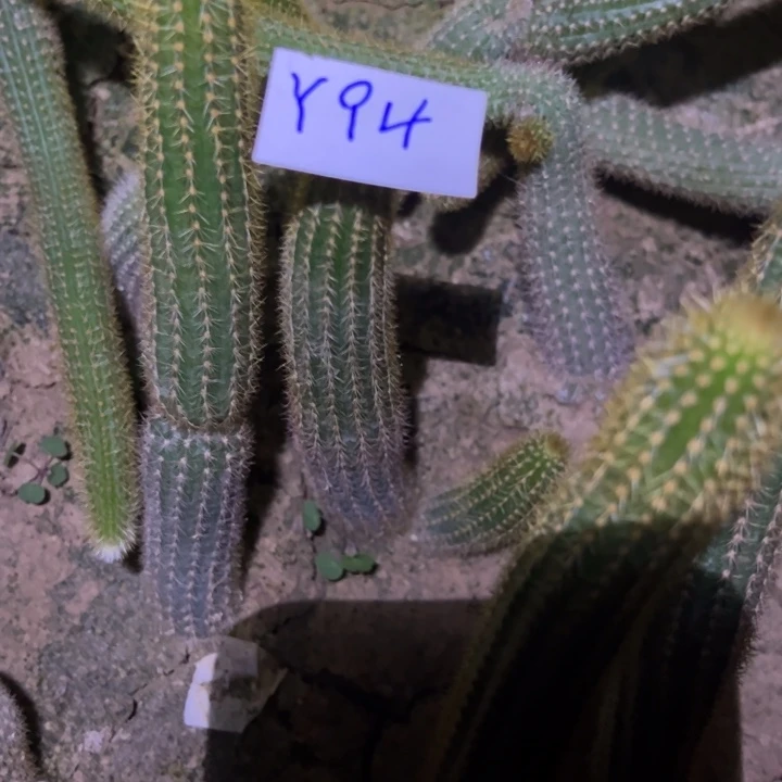 雨***恋Y94自根金妞紫水晶13