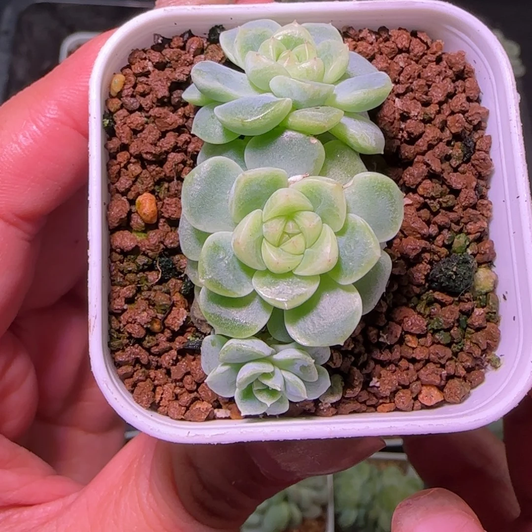 三头纸鸢开播福利