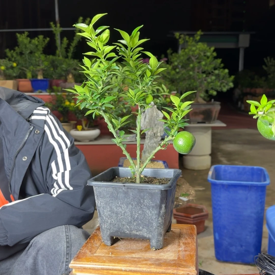 当前无花朵，栽培后可花朵特*普