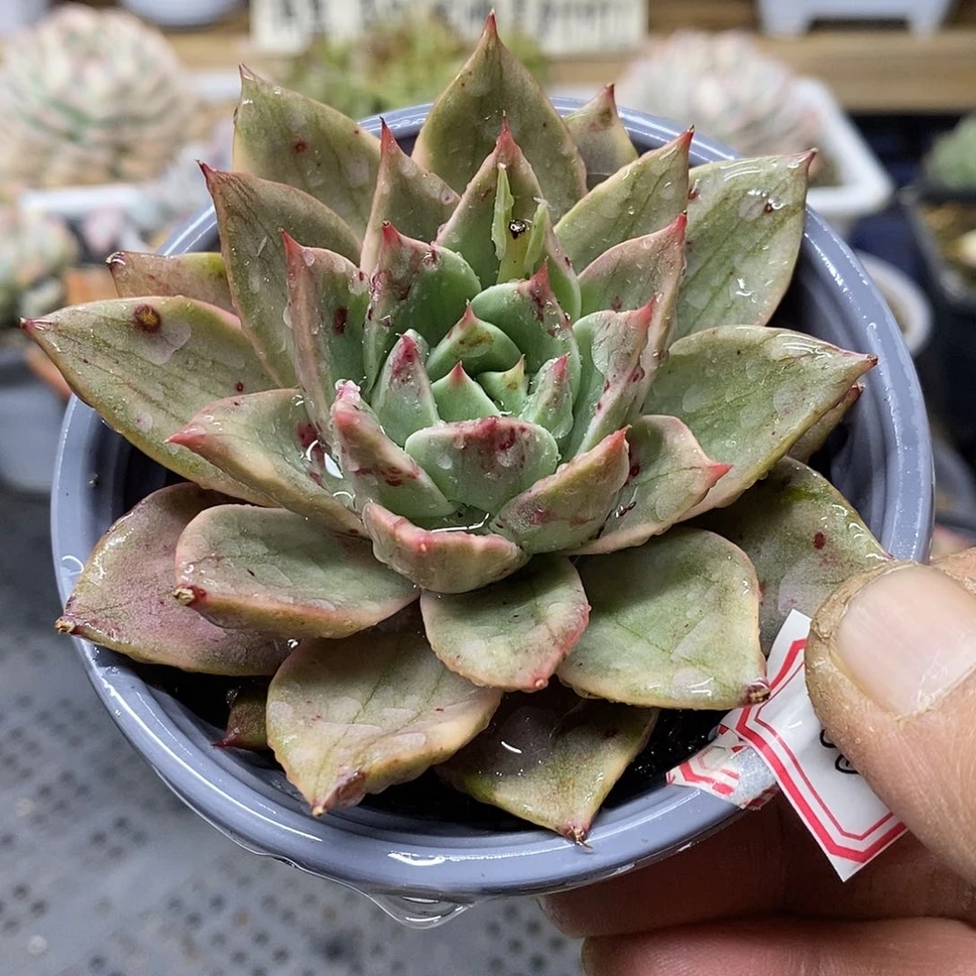 0486 雷奥帕德锦