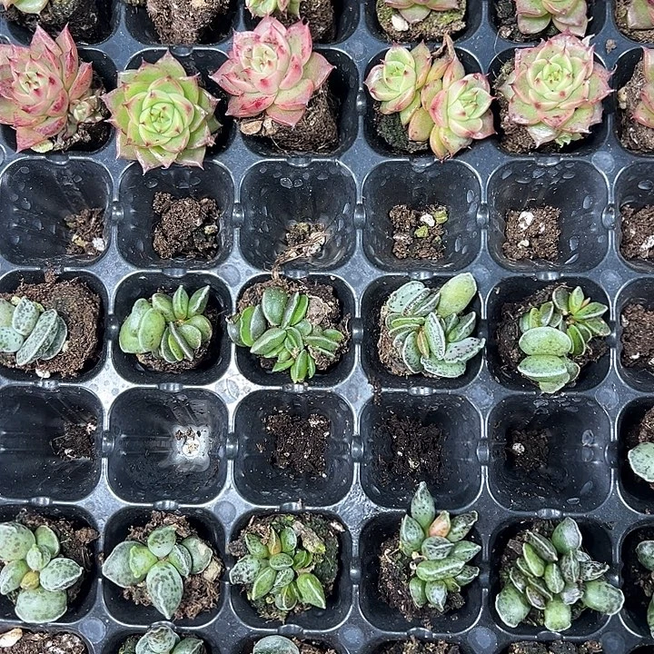 居***肉达摩海豹 满10颗包邮