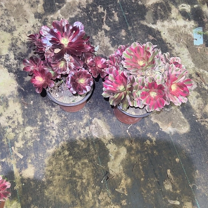 不包侧枝一物一拍7