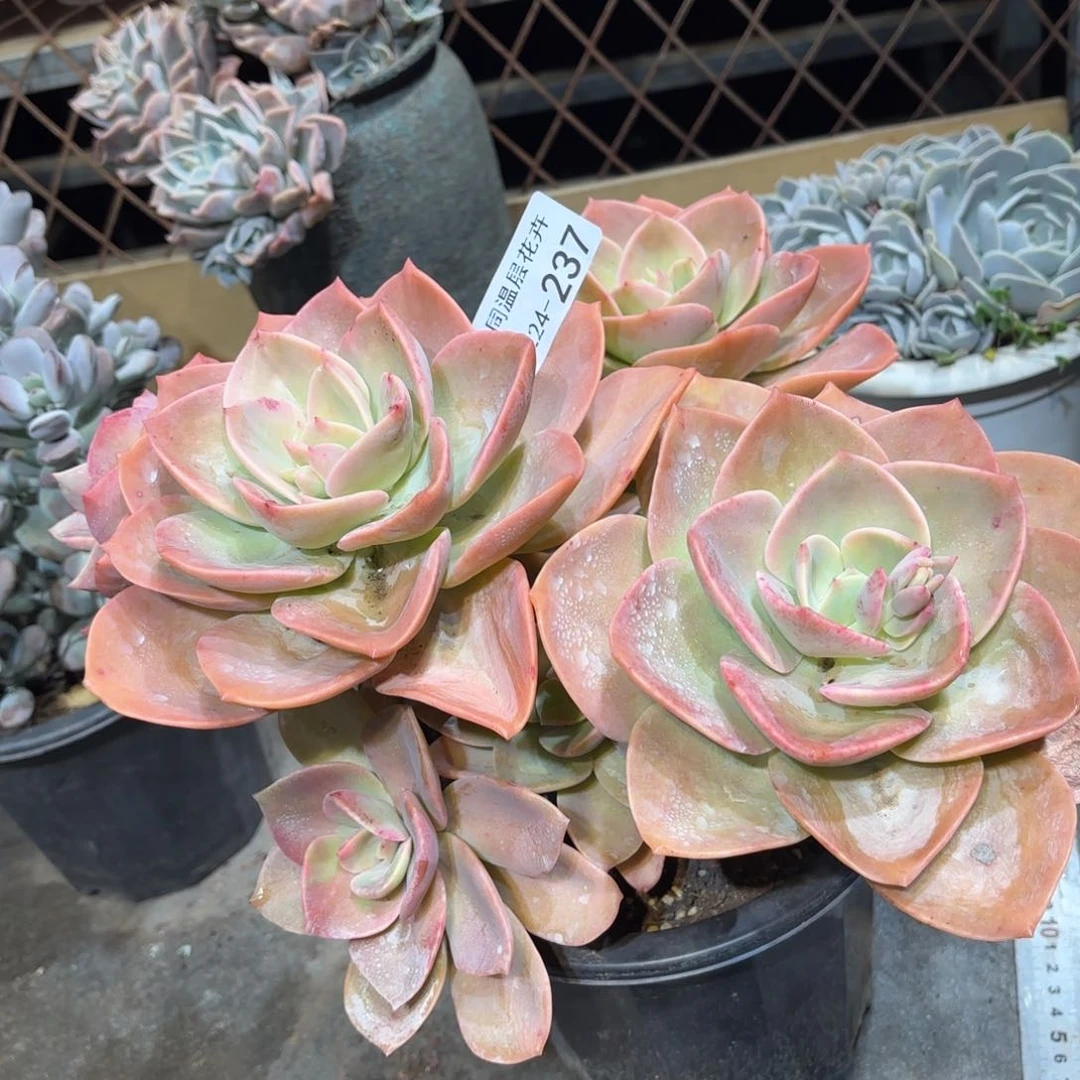 M****?同温层多肉赫氏237