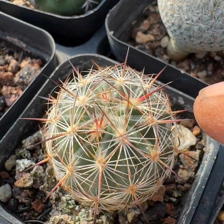 无名丸实生仙人球