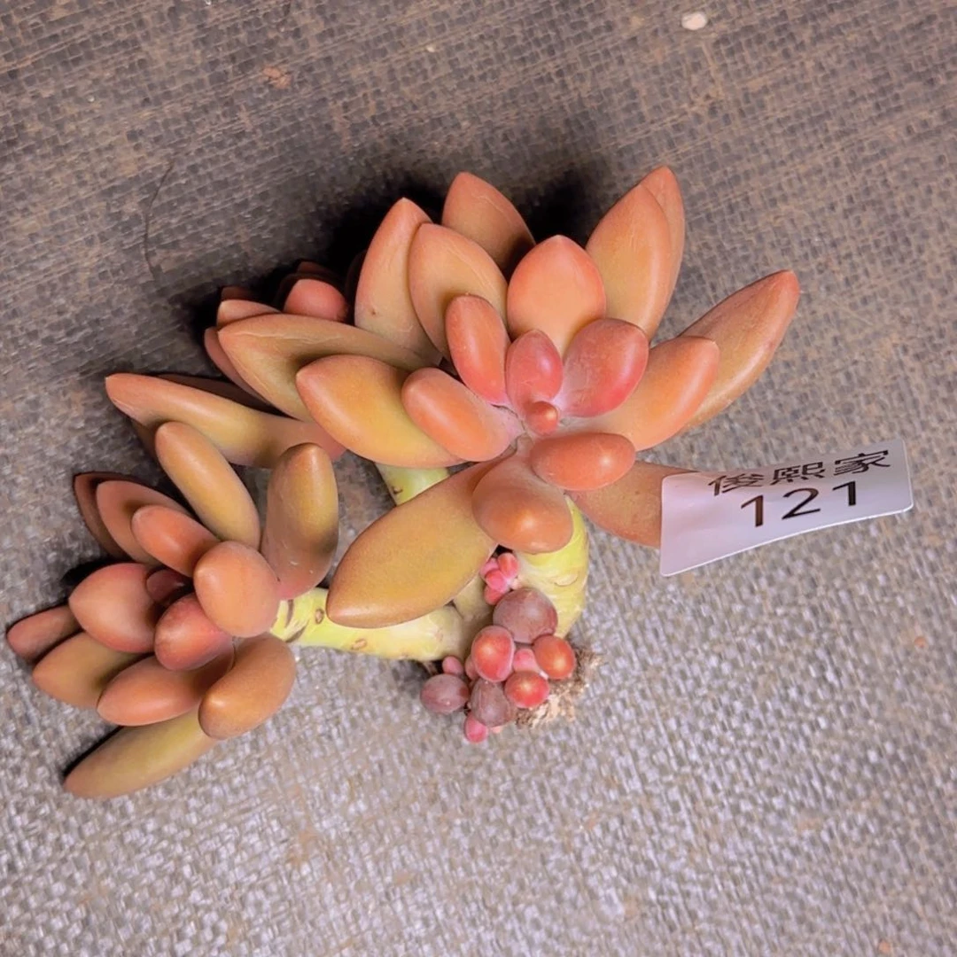 空*树空心树121号1111111111发货1111111