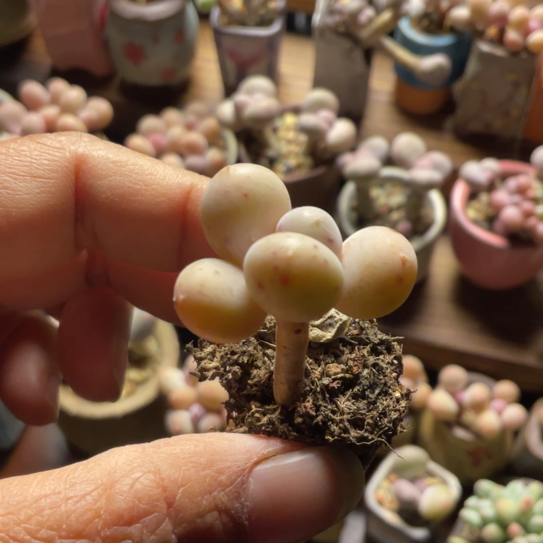 蛋黄奶老庄一体多肉