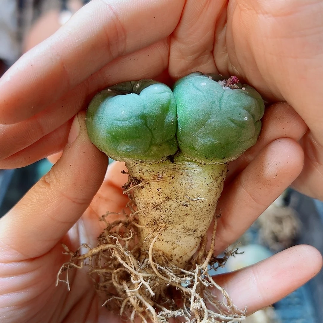 实生双头银4.8公分