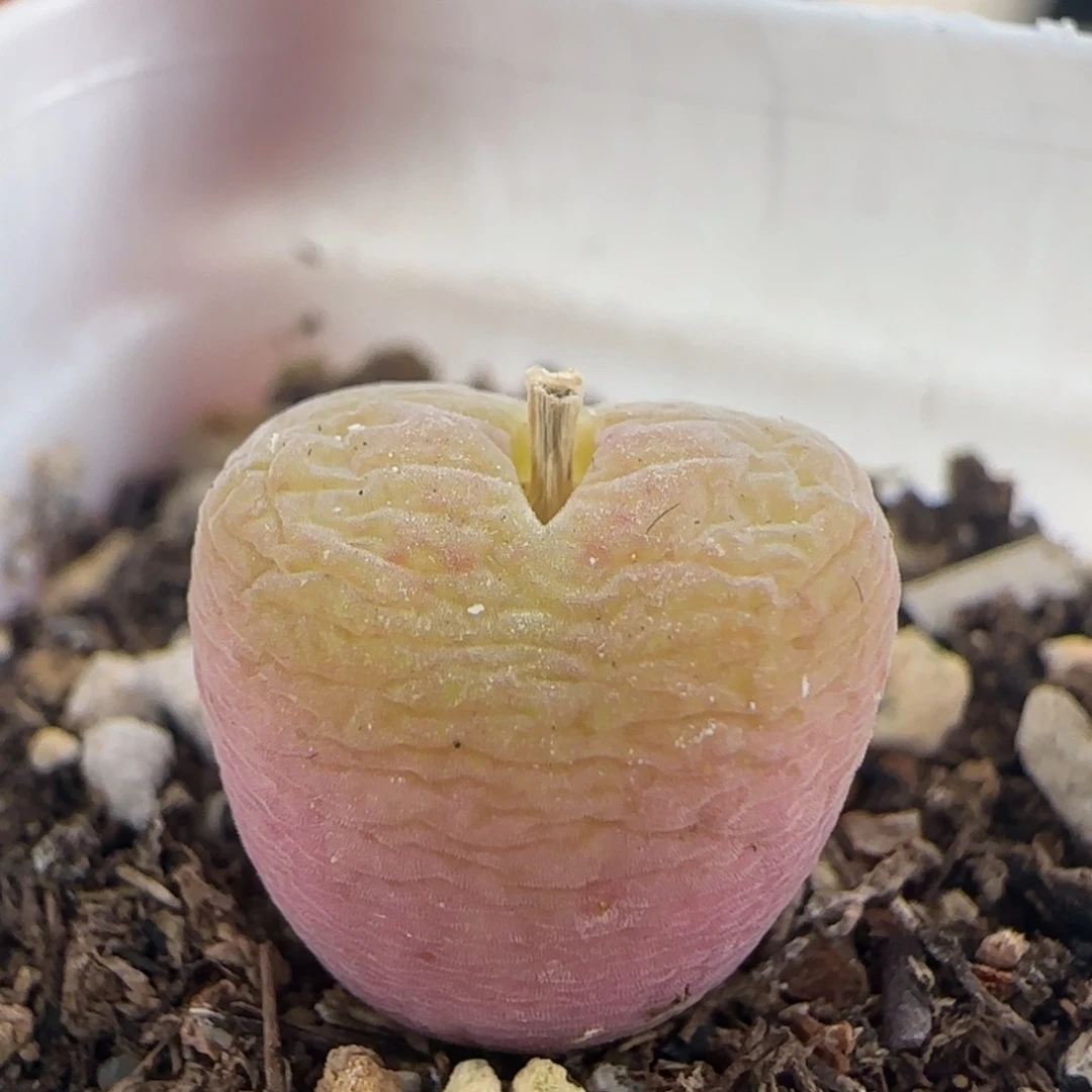 0401/翠光玉/多肉植物