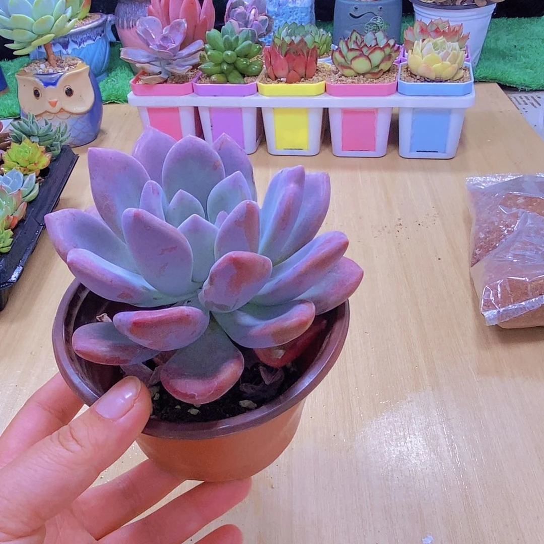 无花朵多肉植物奥普琳娜120