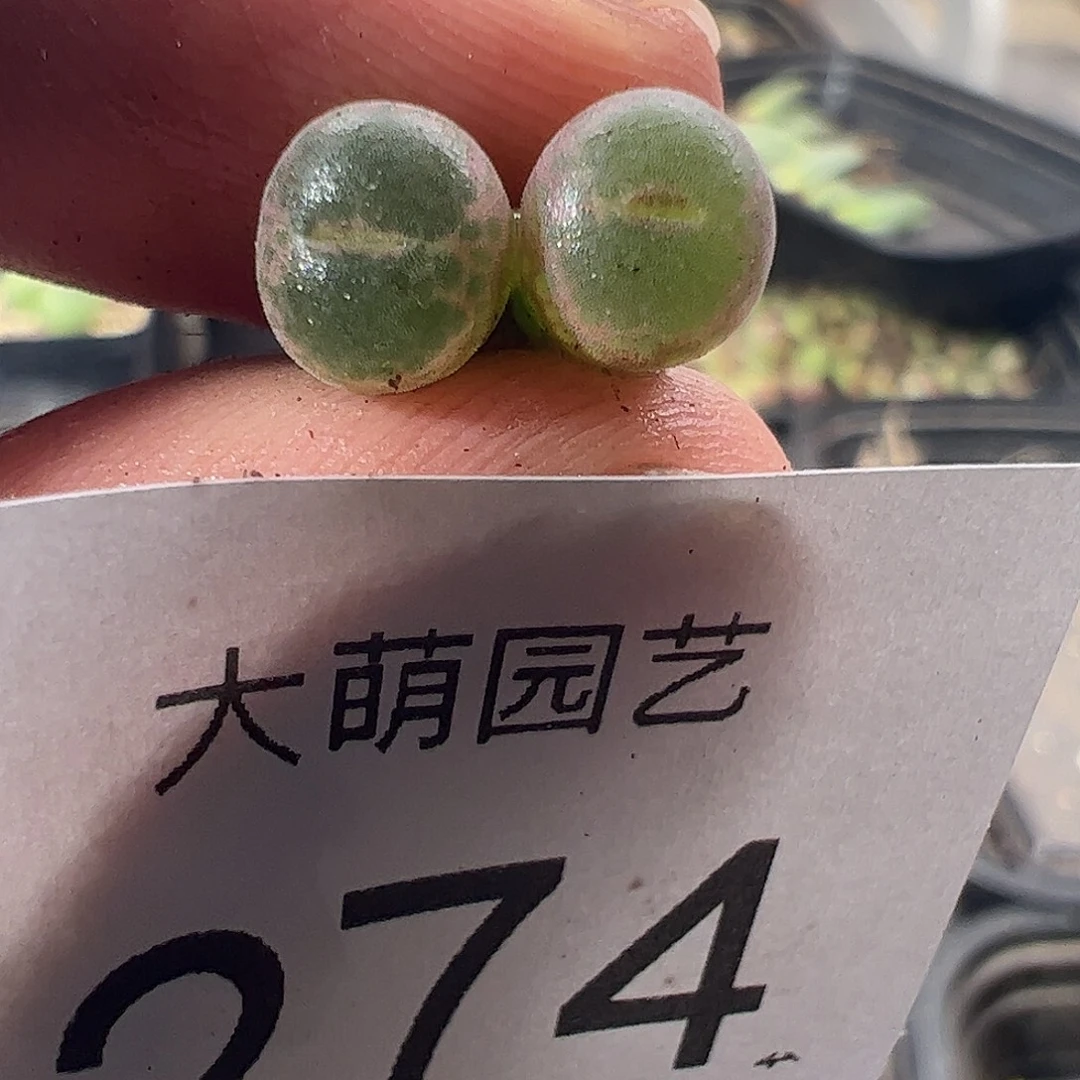 一物一拍正版安格尼斯之眼，274
