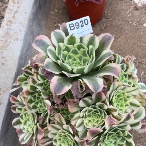 多肉植物绿豆莎捧花