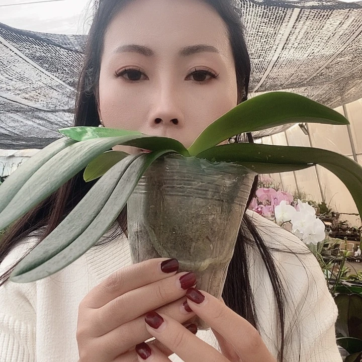 无花朵豆蔻年华蝴蝶兰