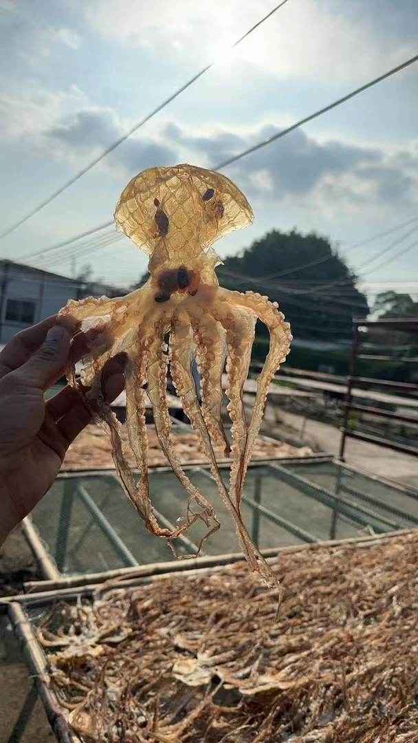 汕尾陆丰本港中大章鱼