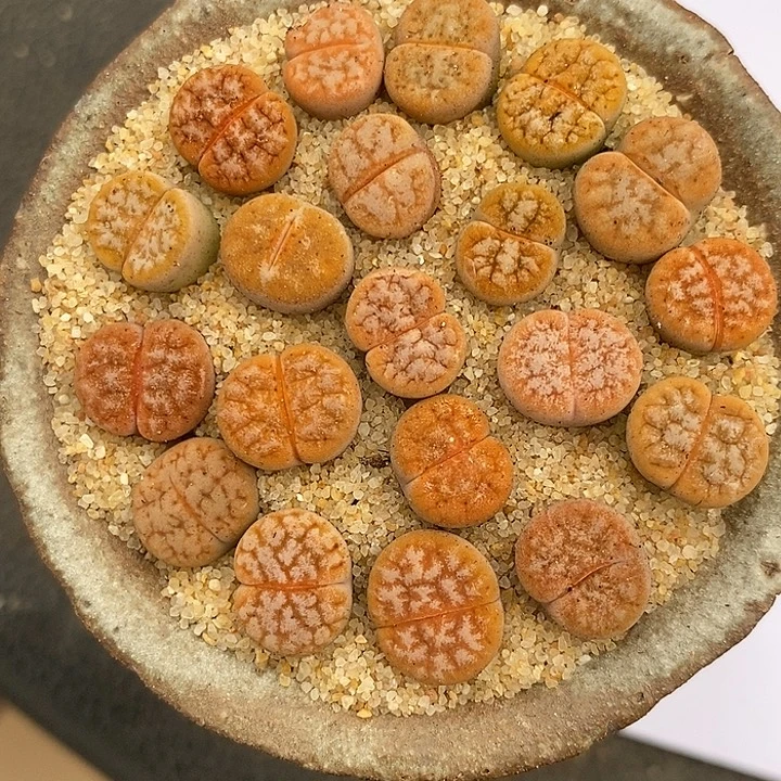 赵***伊5110小拿铁一组。