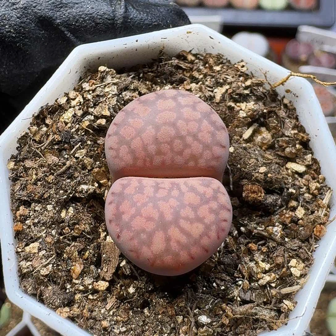 C***。生石花111111。   176