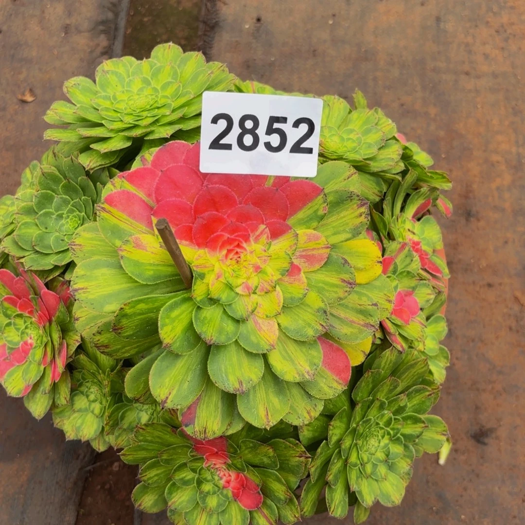 2852多肉植物知否变异特价