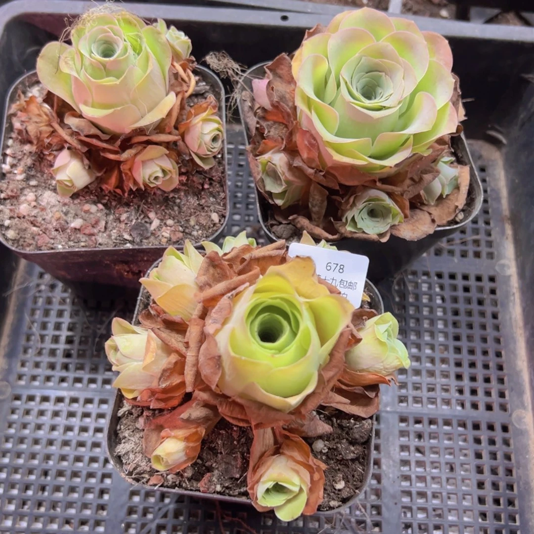 Y***e678 侧牙掉了不包损无售后