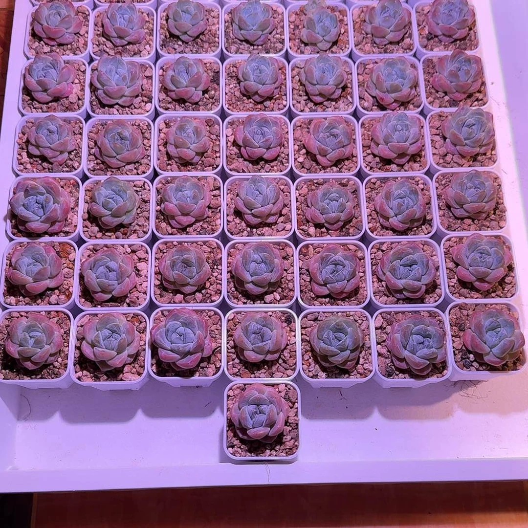 冰玉50颗打包脱土发