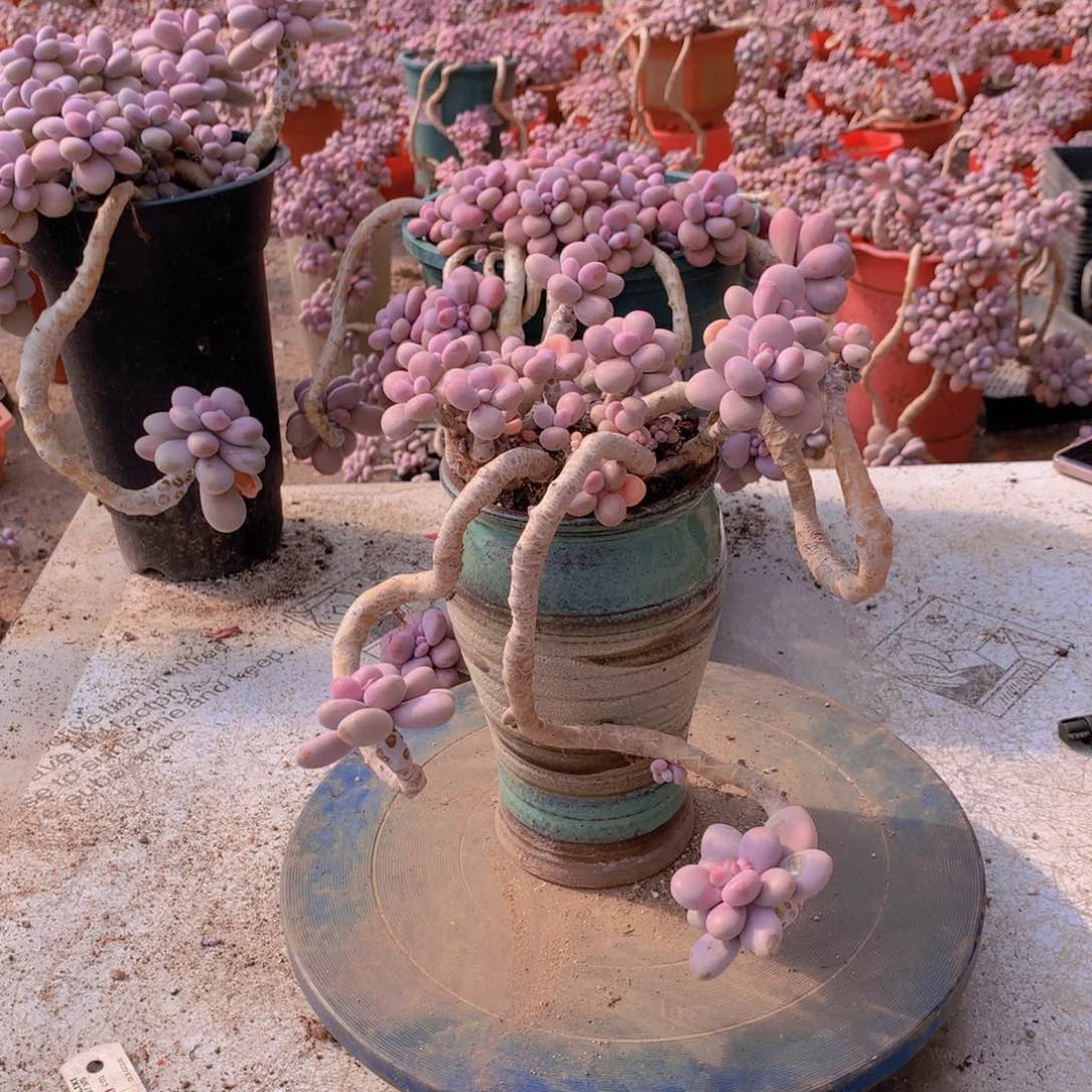 27一物一拍桃蛋老桩不带盆