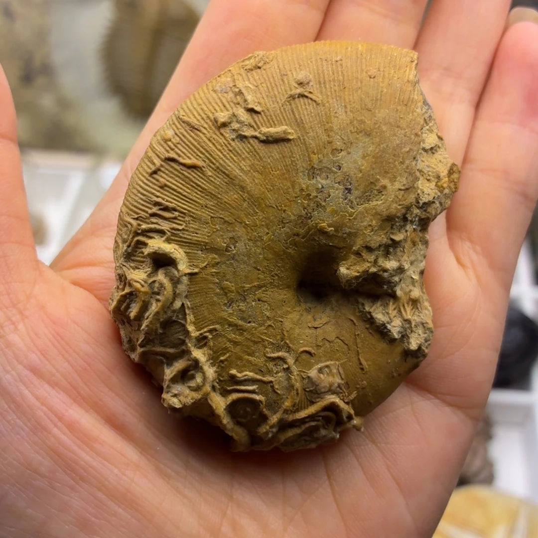 塑料寄生叶菊石古生物