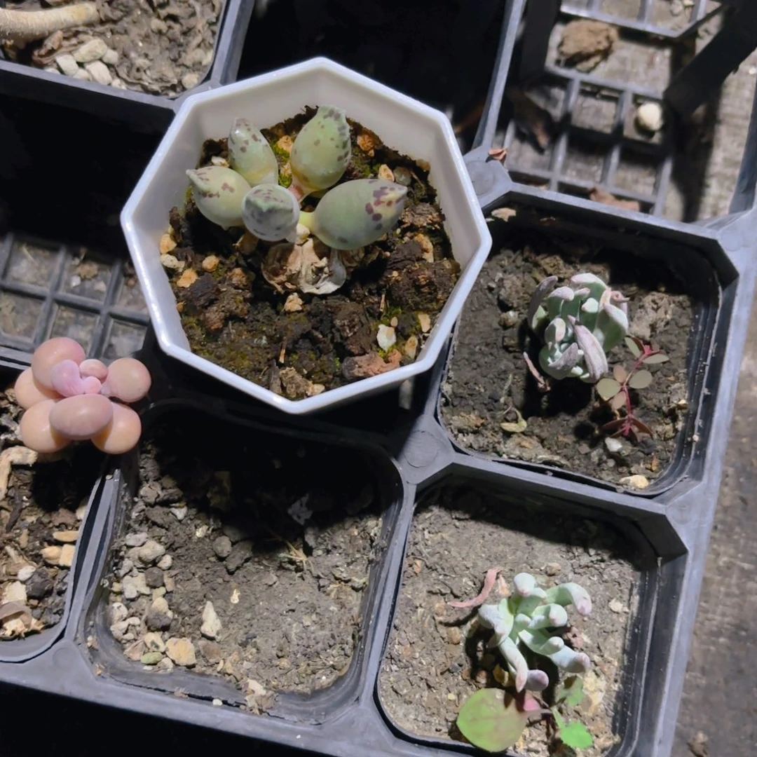 南***乔小海豹新疆包邮7.5cm