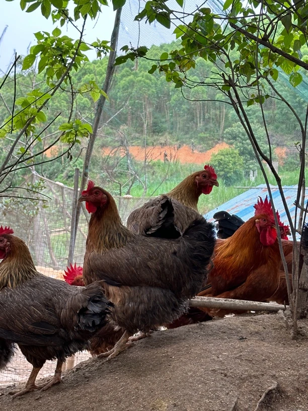 自家果园散养靓鸡项