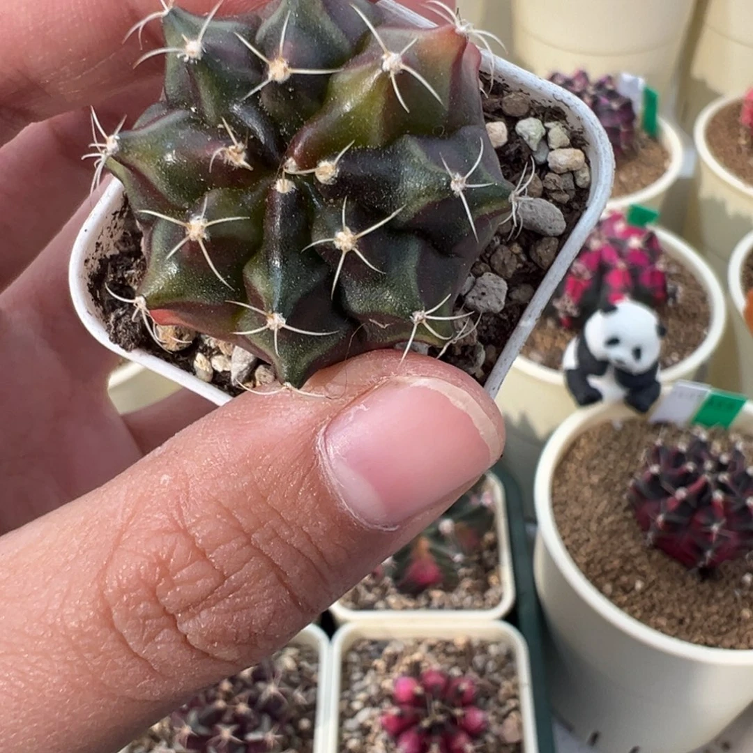 824 好看的米哈冲冲冲