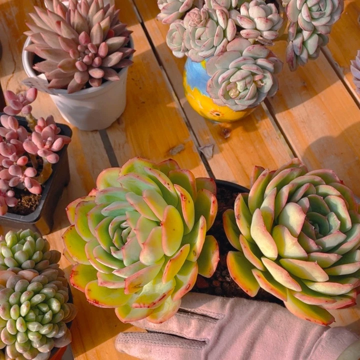 帅**猪谢谢你的支持00000001286