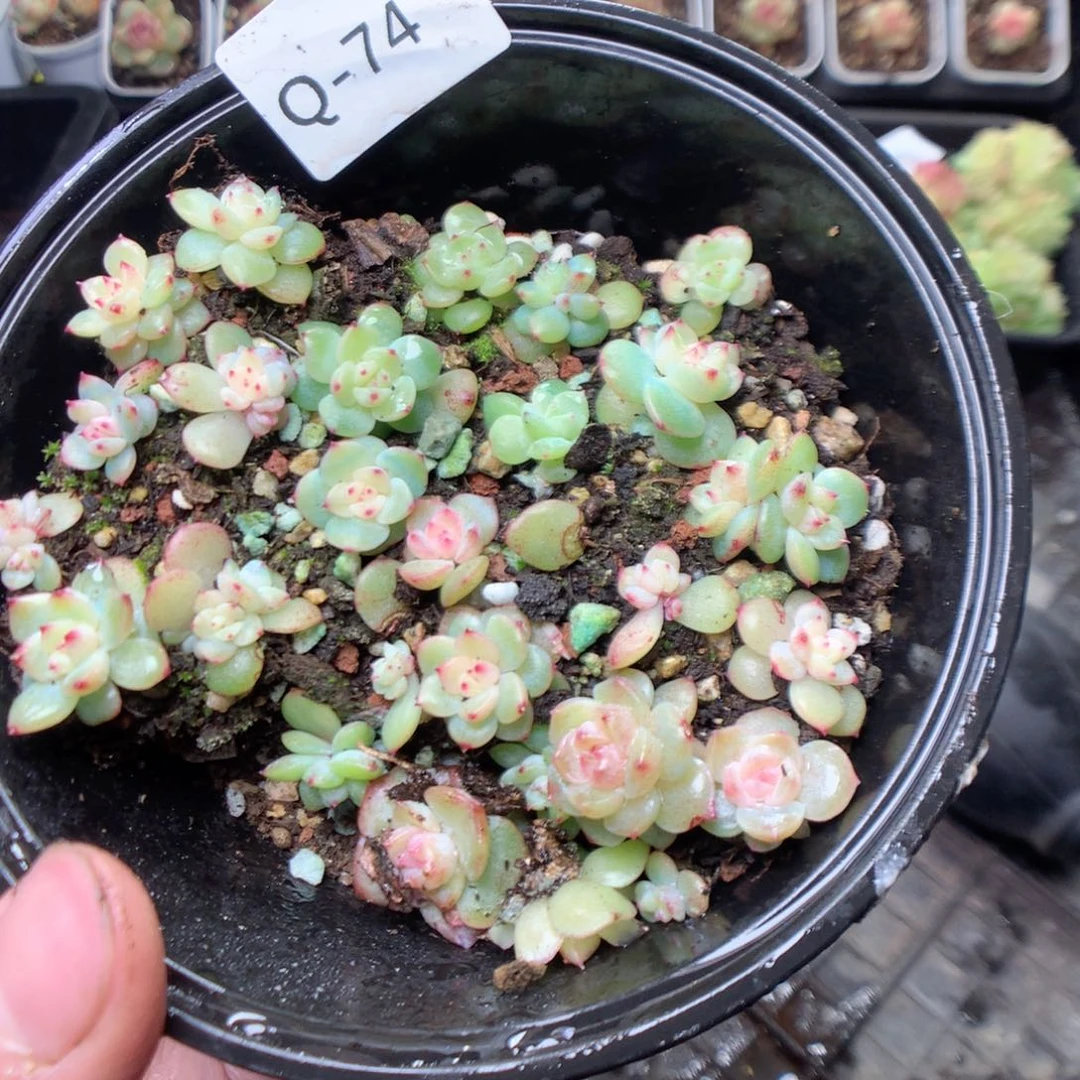 无花朵Q74。寒绯yyyyyy