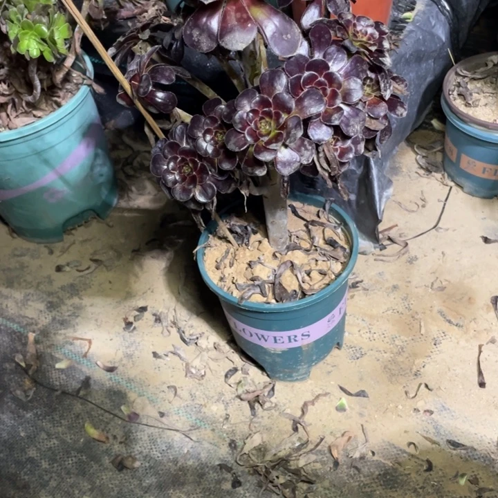 39墨法师多肉多肉植物