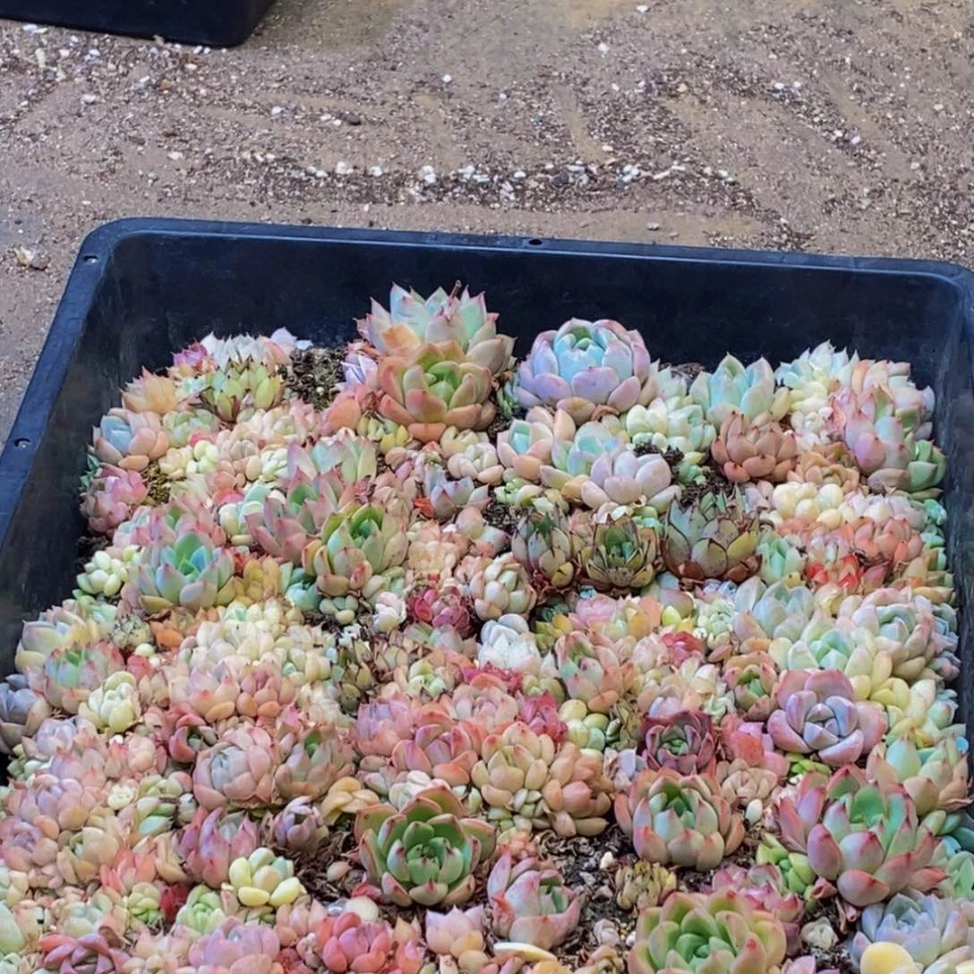 948的人都是这样吗