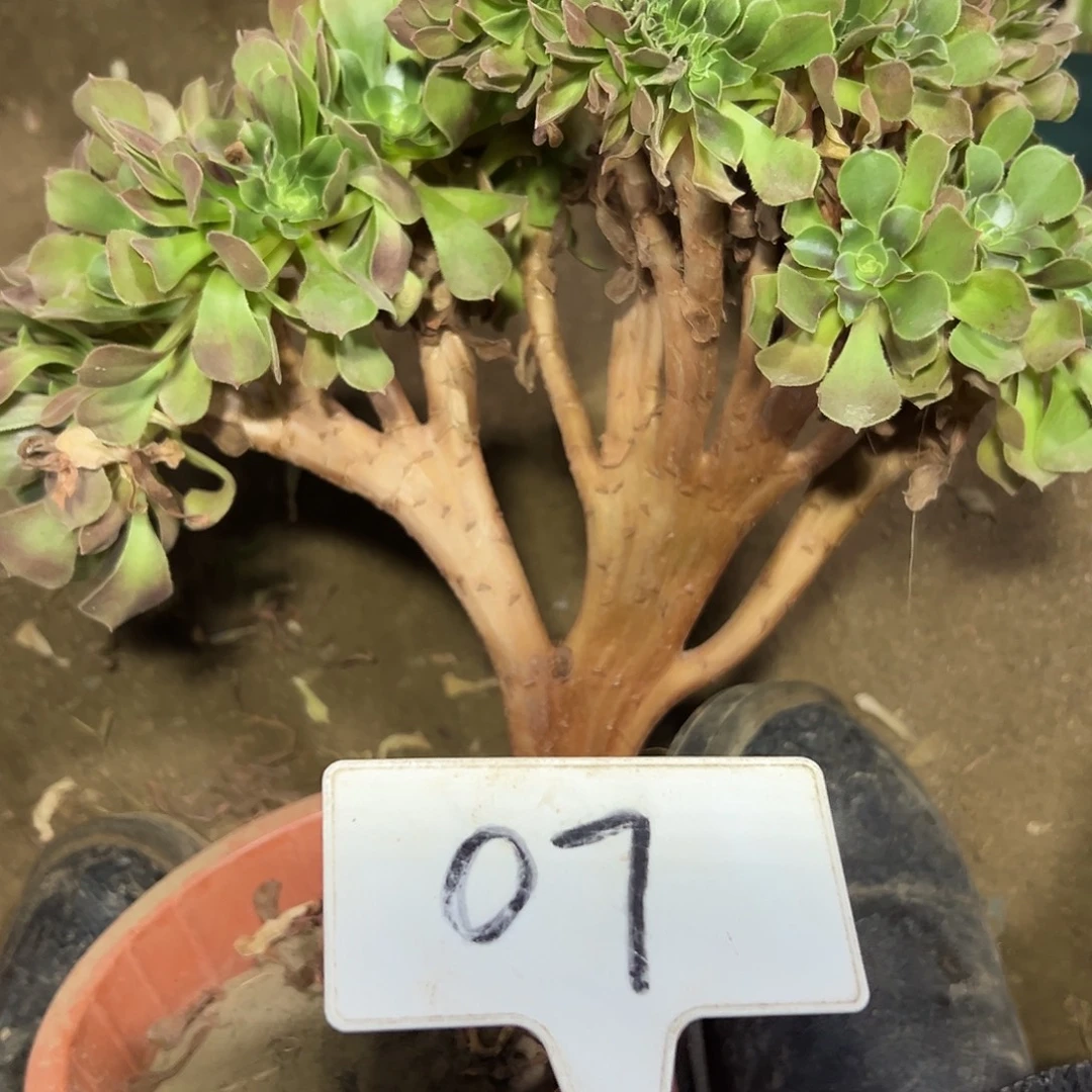多肉植物玫瑰缀花07