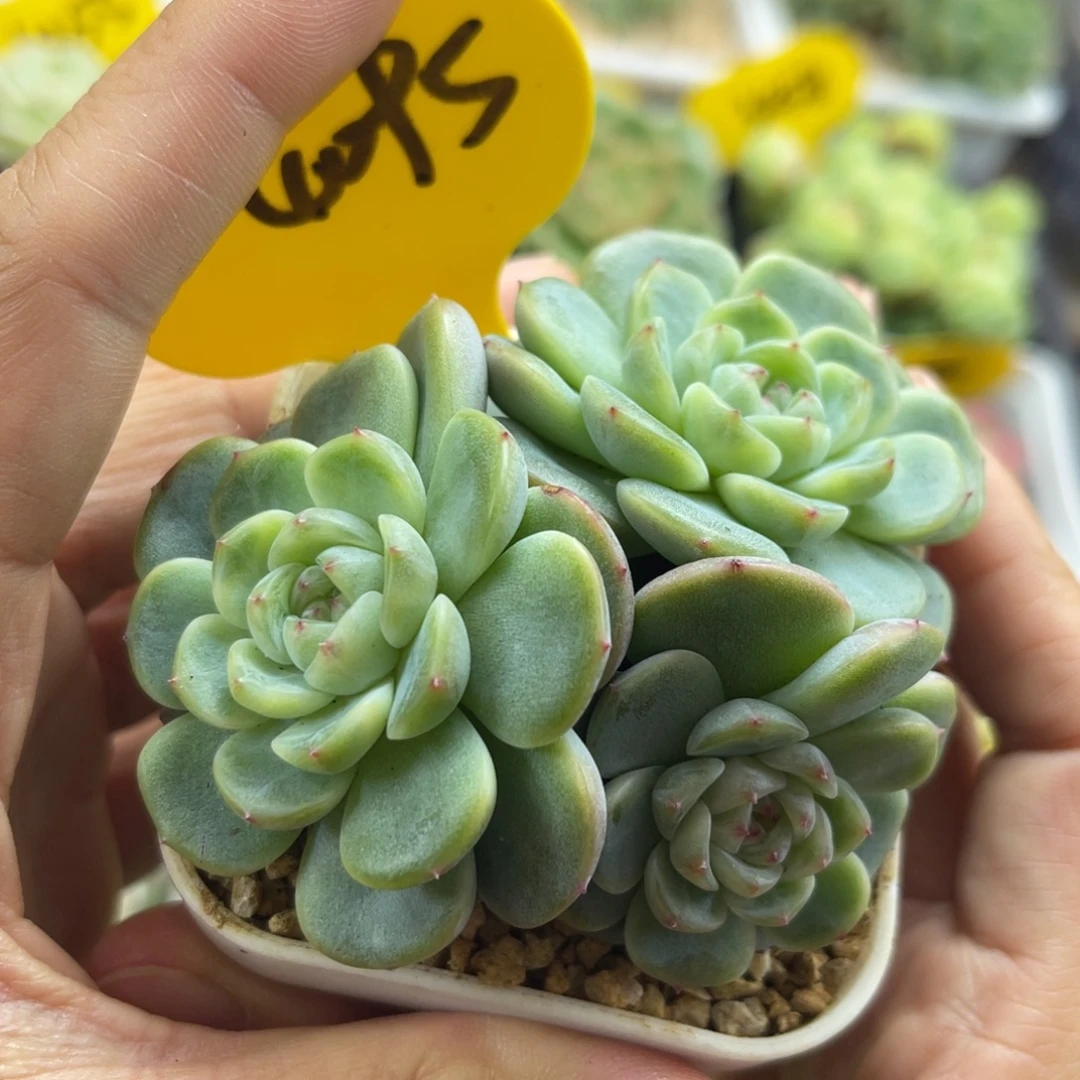 青梅甜心3头群4095