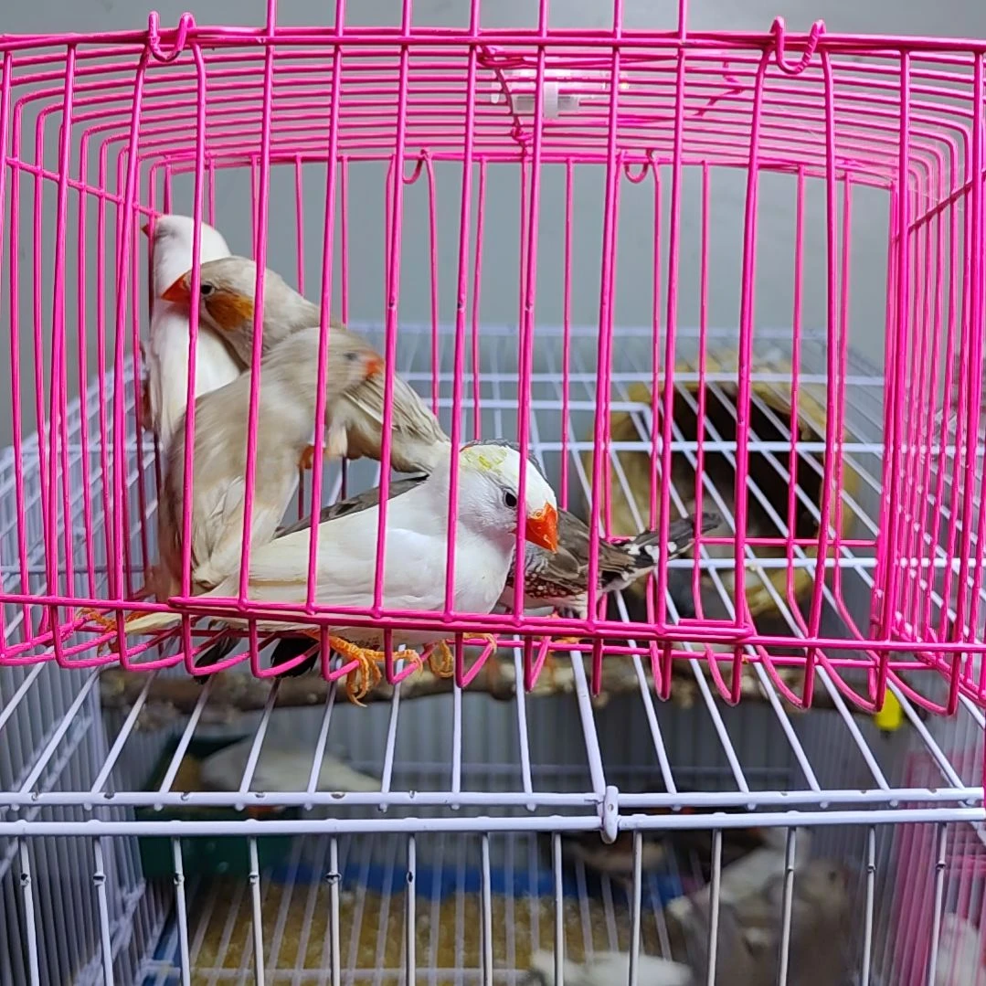 Z***y珍珠鸟灰色白色驼色各一对