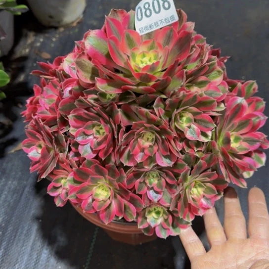 粉女巫08088888888888