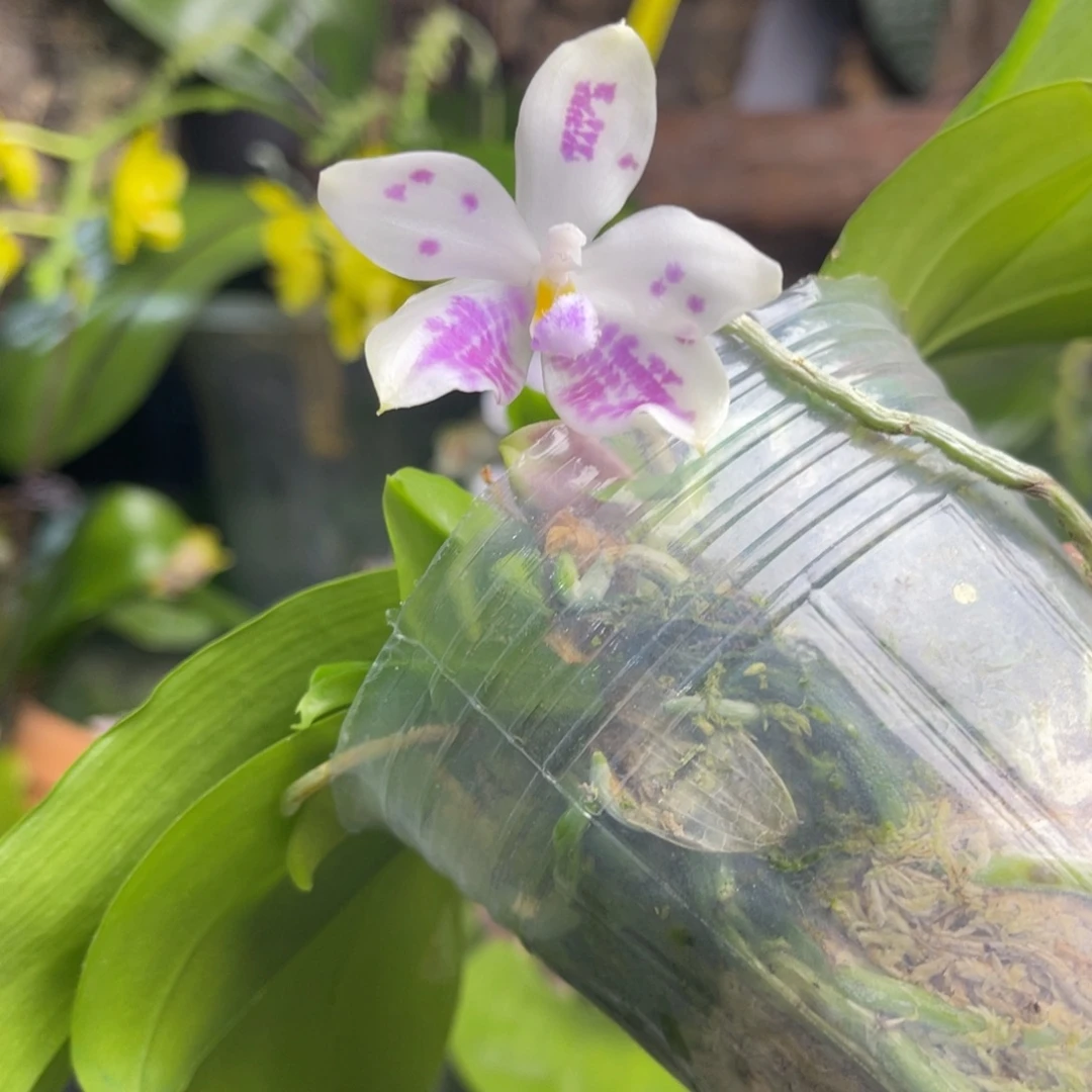 完全开放蘑菇盾蝴蝶兰