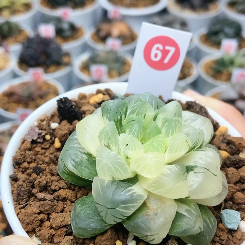 【闪购商品】咕****掉67关东大紫锦