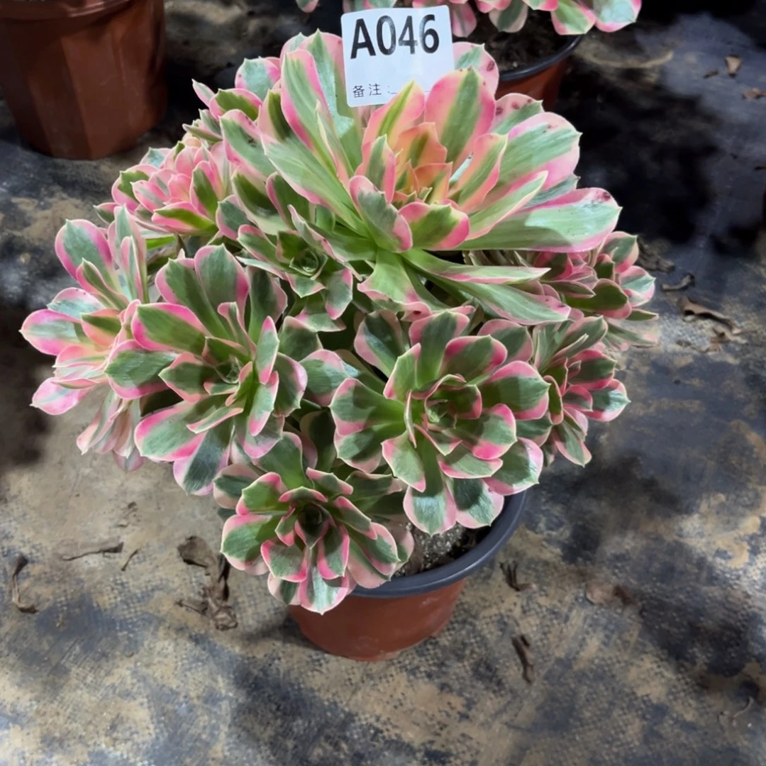 多肉植物粉女郎046多肉