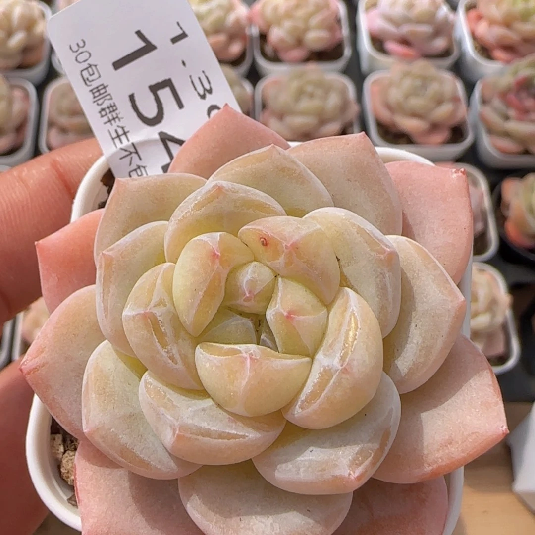 雪瓷单头一颗脱土