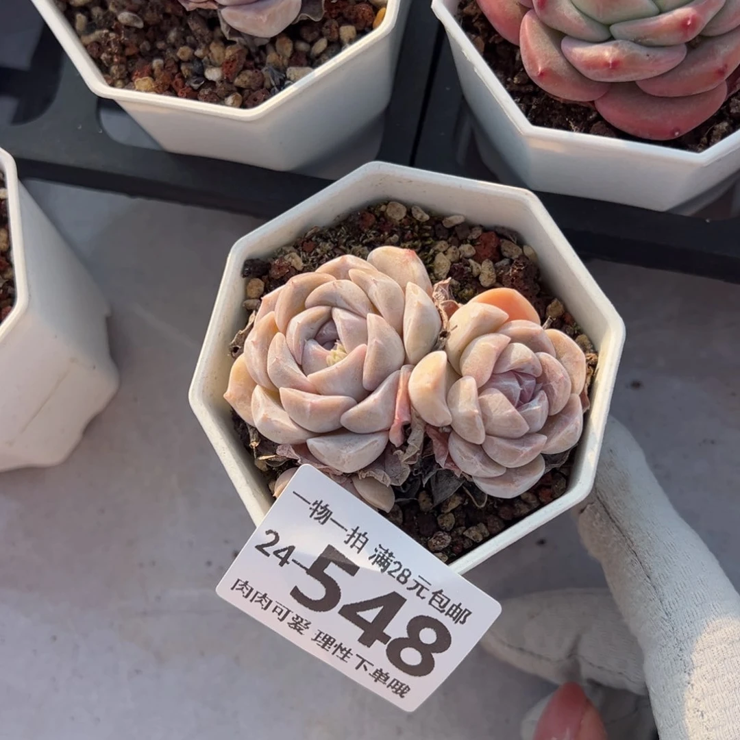 淇*妹汉堡多肉多肉多肉多