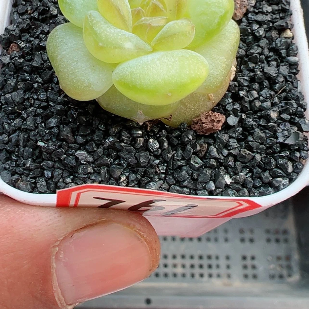 【闪购商品】清**十761哈哈哈哈哈哈哈