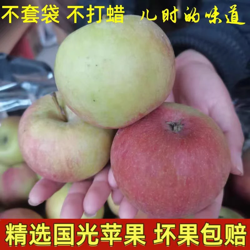 【5斤中果】60mm-65mm正宗山东五莲老树小国光苹果新鲜水果青酸甜脆怀旧五莲县地理标志认证山东省