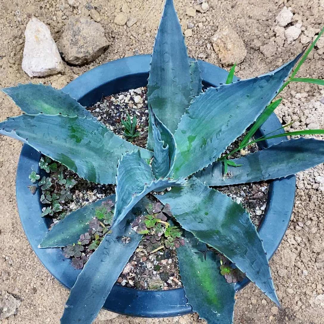 一***@4758鲸鱼舌一颗