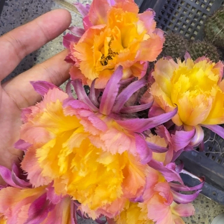 46彩草绣球歪3公分左右无根侧牙，20包邮