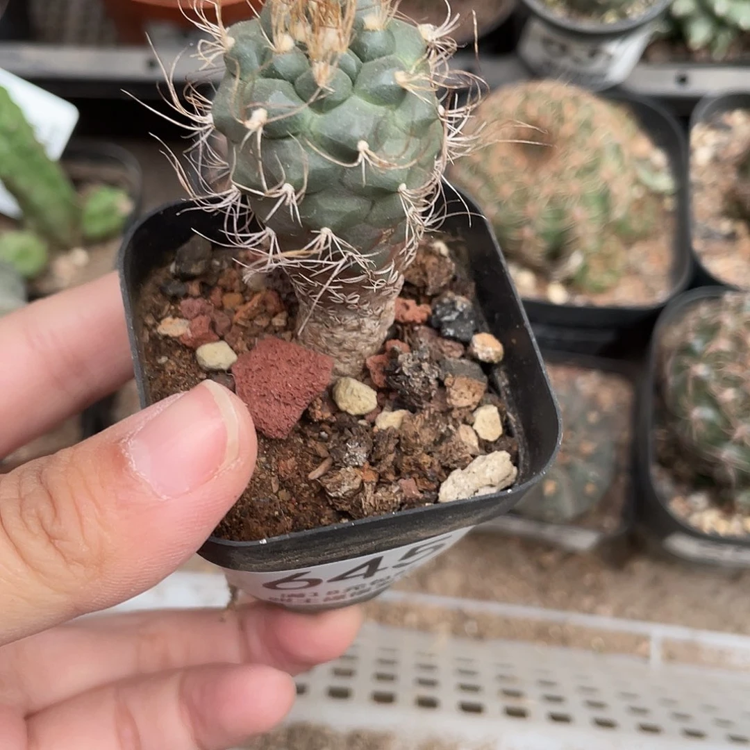 645长城娇丽（满18元包邮）