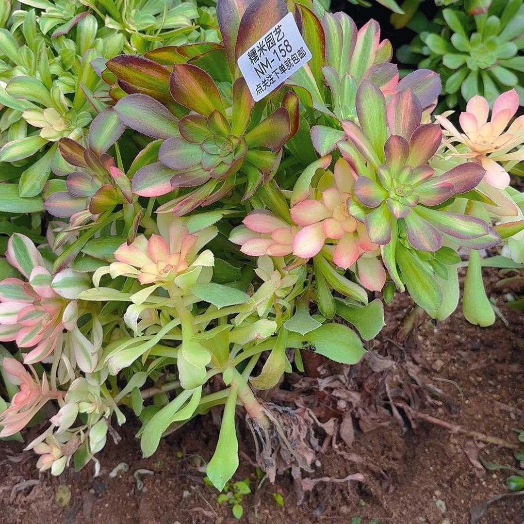 绍七彩多肉植物砍头群158