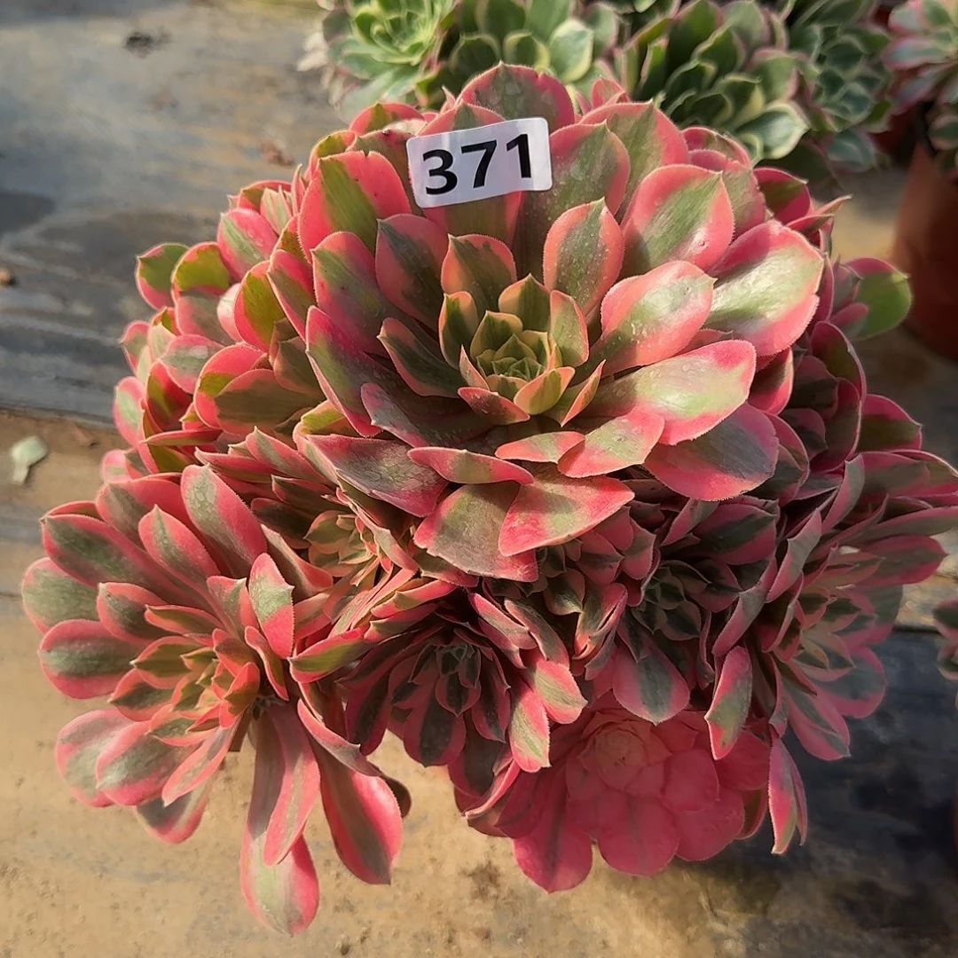 多肉植物女妖371号