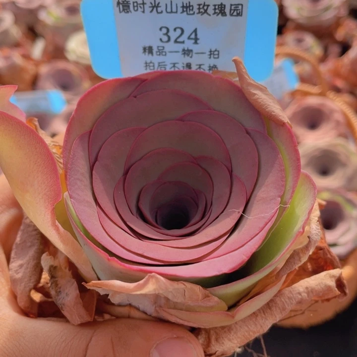 山地玫瑰324裸根发货不售后